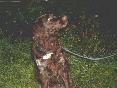GT Hund